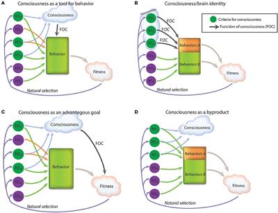 The Mind-Evolution Problem: The Difficulty of Fitting Consciousness in an Evolutionary Framework